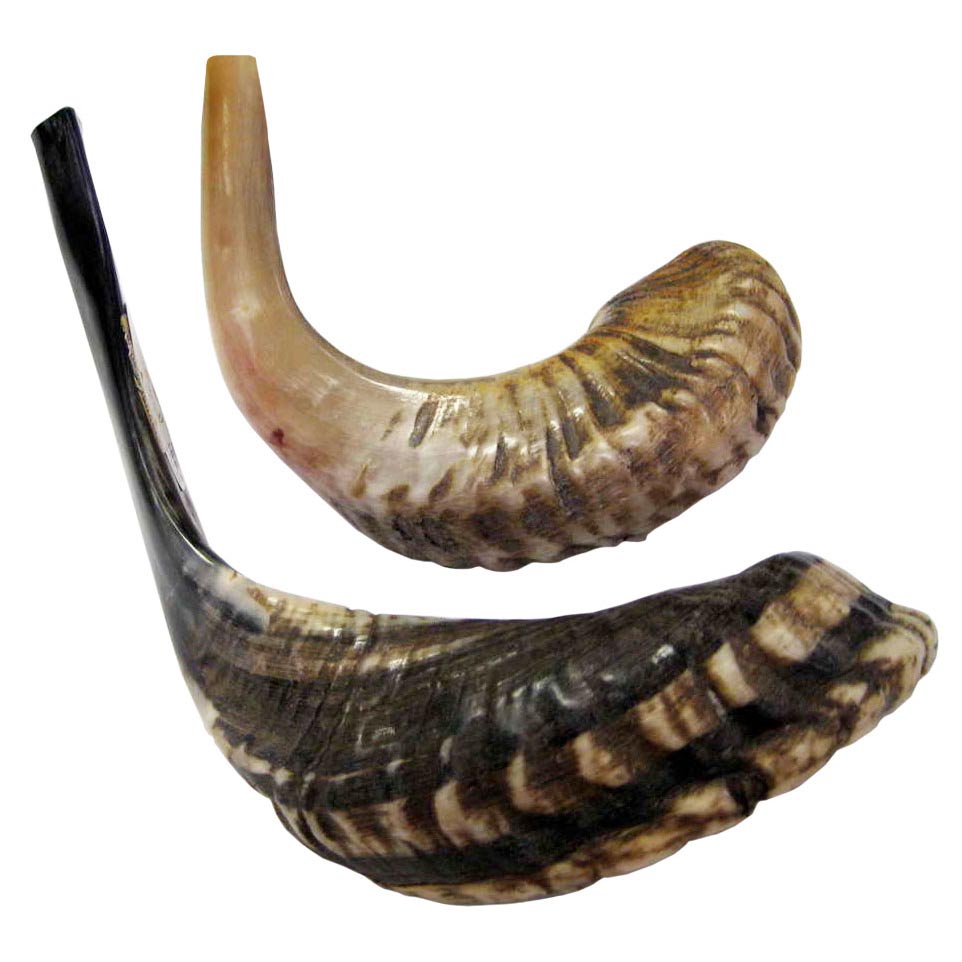 Half Polished Ram's Horn Shofar 18"20"