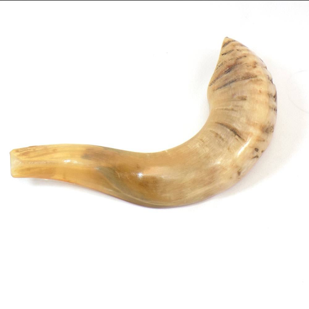 Large Ram's Horn Shofar Made In Israel